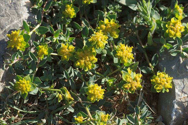 Euphorbia flavicoma subsp. mariolensis (Rouy) O.Bolòs & Vigo