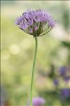 Allium angulosum L.