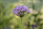 Allium angulosum L.
