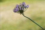 Allium angulosum L.