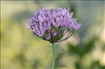 Allium angulosum L.