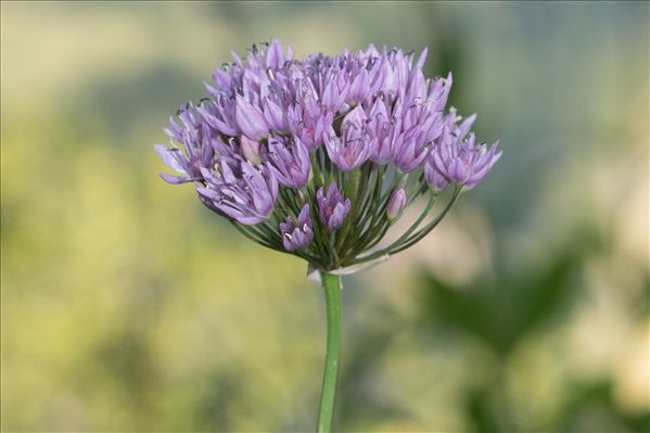 Allium angulosum L.