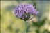 Allium angulosum L.