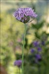 Allium angulosum L.