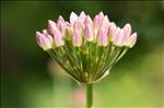 Allium lusitanicum Lam.