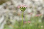 Allium lusitanicum Lam.