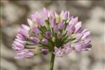 Allium lusitanicum Lam.