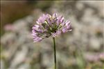 Allium lusitanicum Lam.