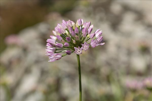 Allium lusitanicum Lam.