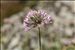 Allium lusitanicum Lam.