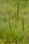 Bromopsis erecta (Huds.) Fourr. subsp. erecta