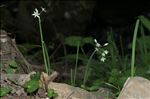 Allium pendulinum Ten.