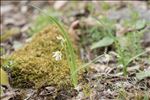 Allium pendulinum Ten.