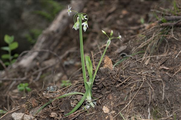 Allium pendulinum Ten.