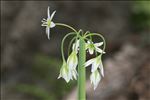 Allium pendulinum Ten.