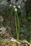 Allium pendulinum Ten.