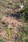 Allium roseum L.