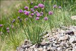 Allium schoenoprasum L.