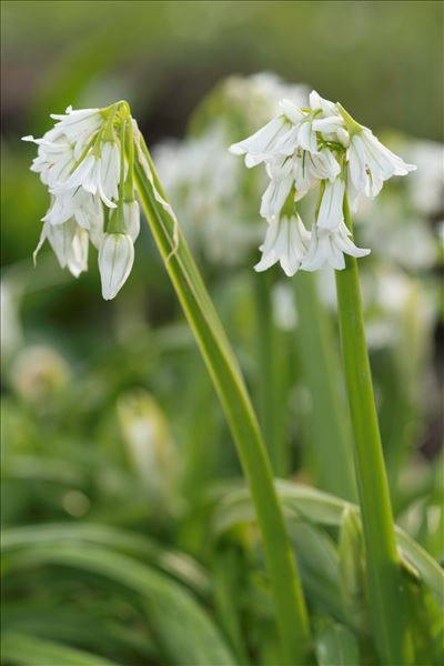 Allium triquetrum L.