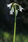 Allium triquetrum L.