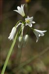 Allium triquetrum L.