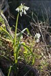 Allium triquetrum L.