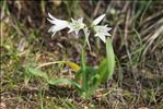 Allium triquetrum L.