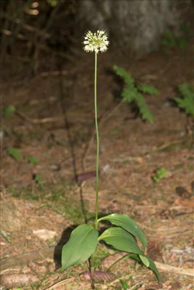 Allium victorialis L.