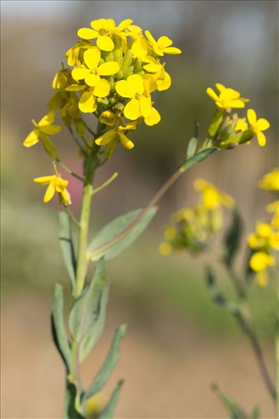 Alyssoides utriculata (L.) Medik.
