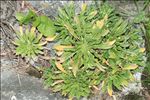 Alyssoides utriculata (L.) Medik.