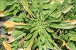 Alyssoides utriculata (L.) Medik.