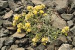 Alyssum alpestre L.