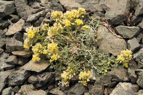Alyssum alpestre L.