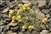 Alyssum alpestre L.