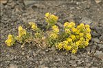 Alyssum alpestre L.