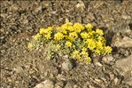 Alyssum alpestre L.