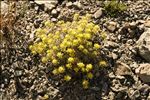 Alyssum alpestre L.