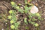 Alyssum montanum L.