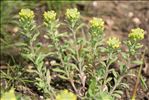 Alyssum montanum L.