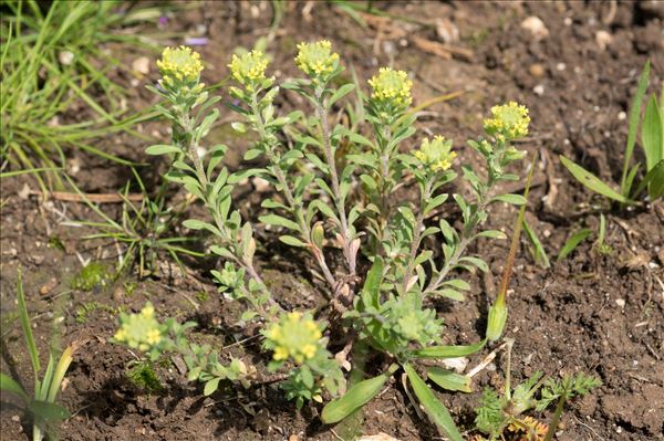 Alyssum montanum L.