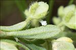 Alyssum montanum L.