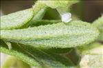 Alyssum montanum L.