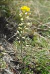 Alyssum montanum L.