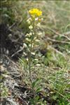 Alyssum montanum L.