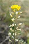 Alyssum montanum L.