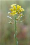 Alyssum montanum L. subsp. montanum