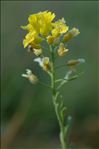 Alyssum montanum L.