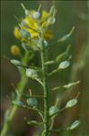 Alyssum montanum L.