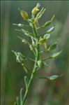 Alyssum montanum L. subsp. montanum