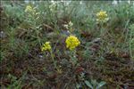 Alyssum montanum L. subsp. montanum